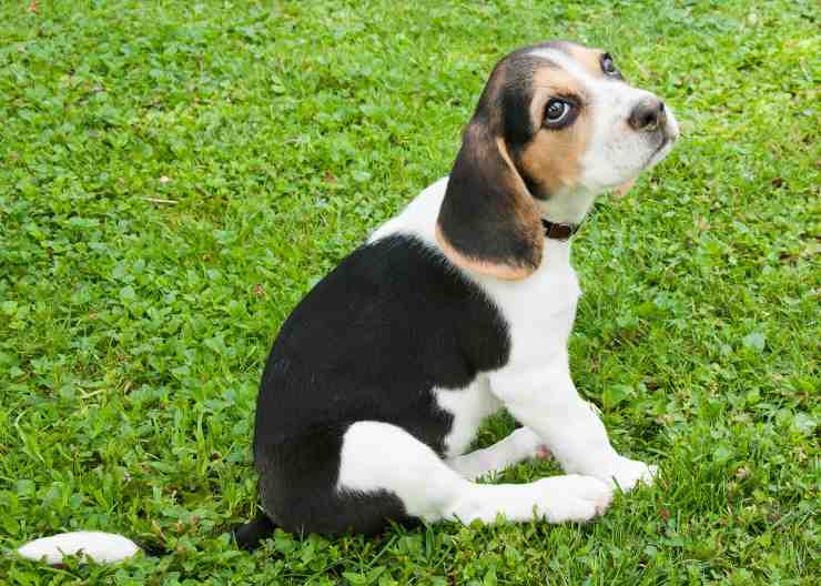 Il beagle
