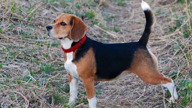Coda cane Perché non bisogna toccare la coda al cane