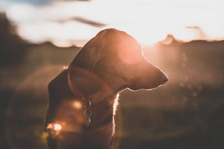 Cane e il piacere del sole