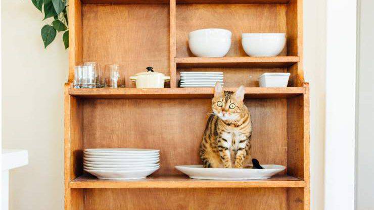 Gatto sulla credenza