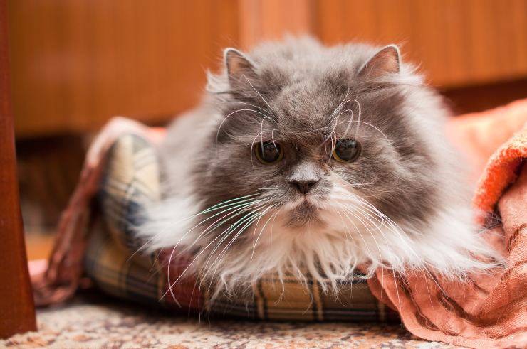 emergenze gatto anziano