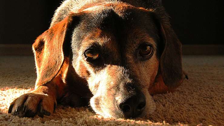 Cane triste e desolato (Foto Pixabay)