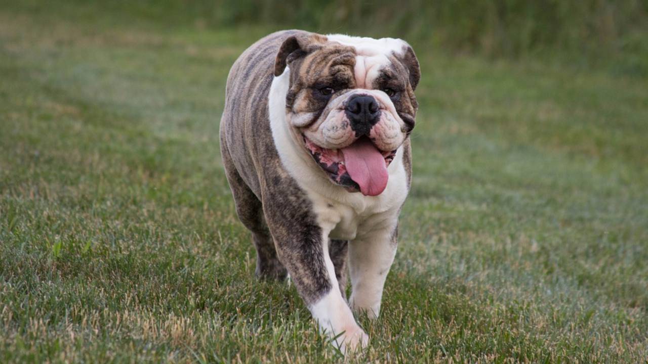 english bulldog inglese cane problemi salute malattie