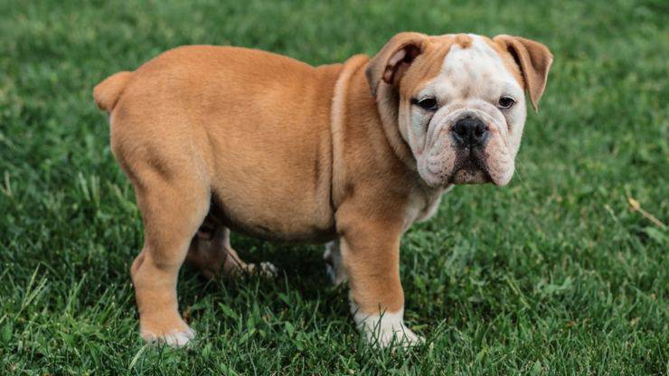 bulldog inglese perchè adottare questa razza bulldog inglese english adottare padrone ideale