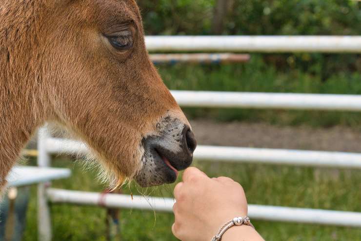 Il comportamento del cavallo
