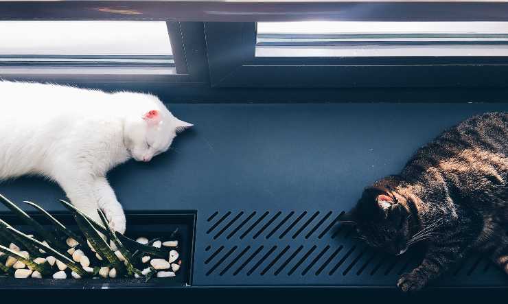gatti dormono su davanzale finestra