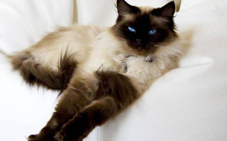 gatto Himalayano
