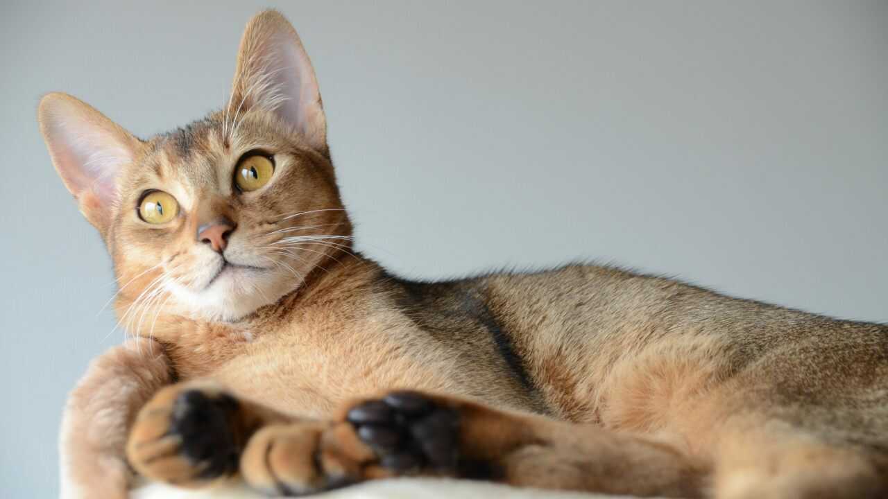 bunny cat