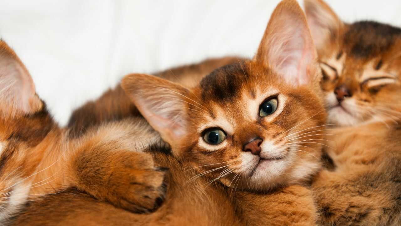bunny cat