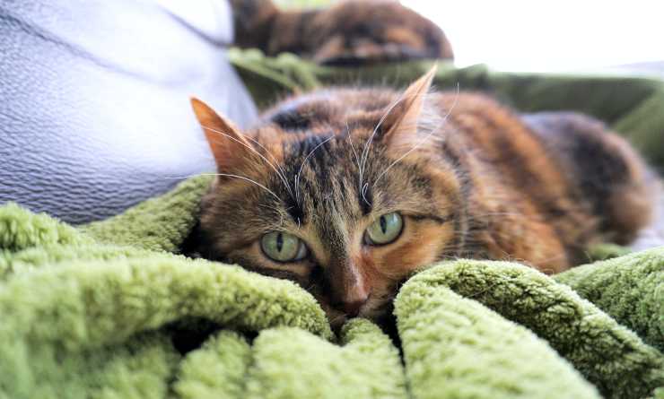 gatto su coperta
