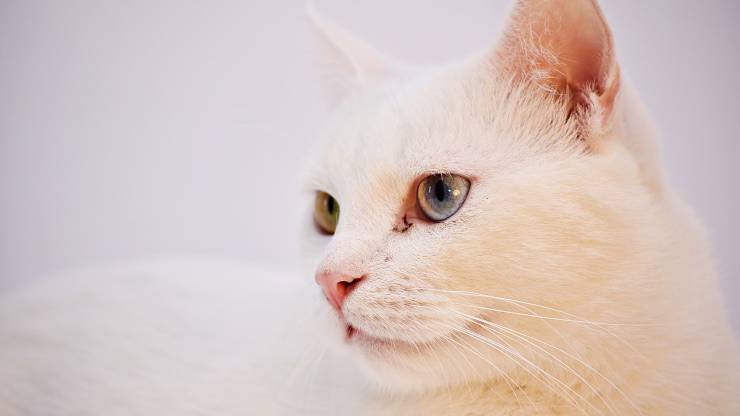 Perché il gatto ci fa i dispetti Perché il gatto ci fa i dispetti
