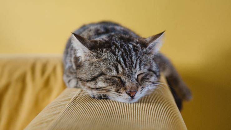 gatto dorme in posti strani