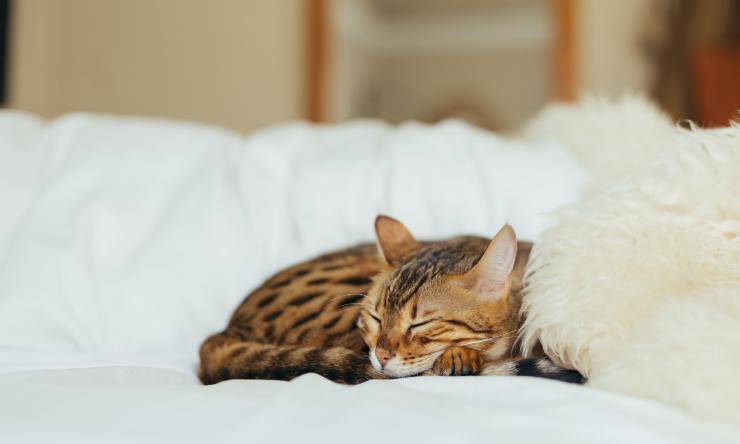 gatto dorme