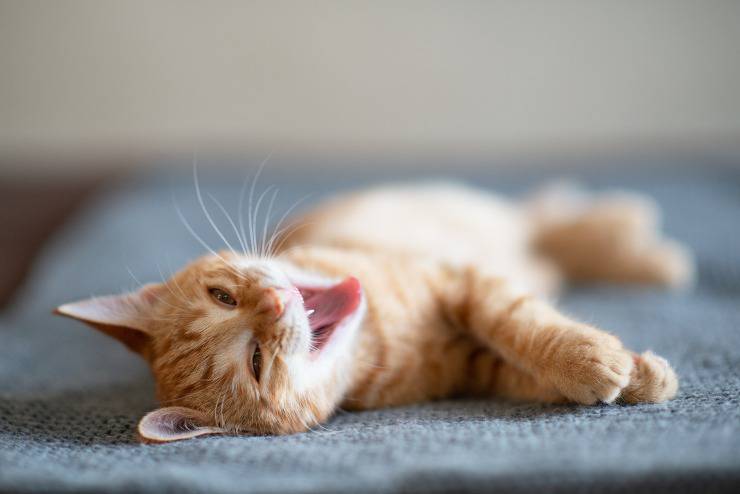 gatto lecca i vestiti