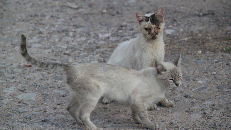 Infezioni gatto Infezioni gatto