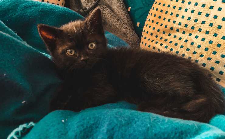 gatto su divano