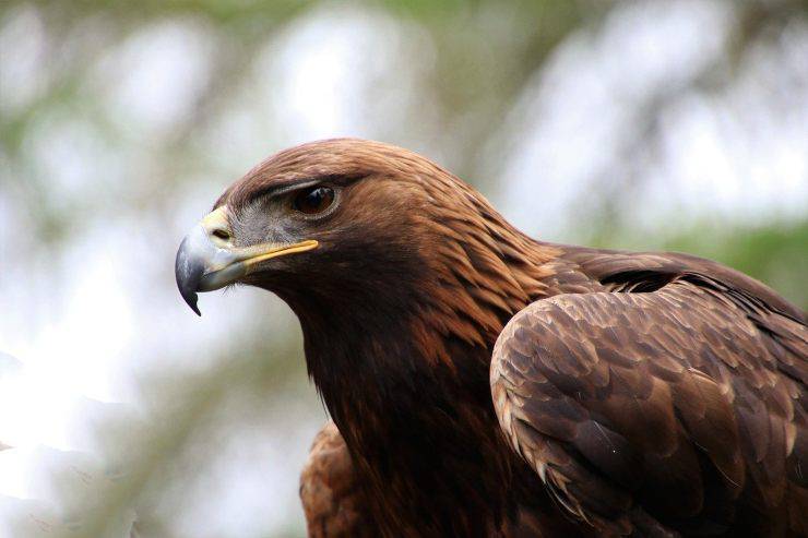 Animali in francese: Aquila