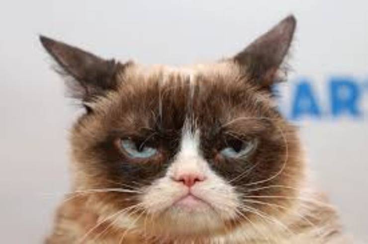 I gatti più ricchi del mondo: Grumpy Cat I gatti più ricchi del mondo: Grumpy Cat
