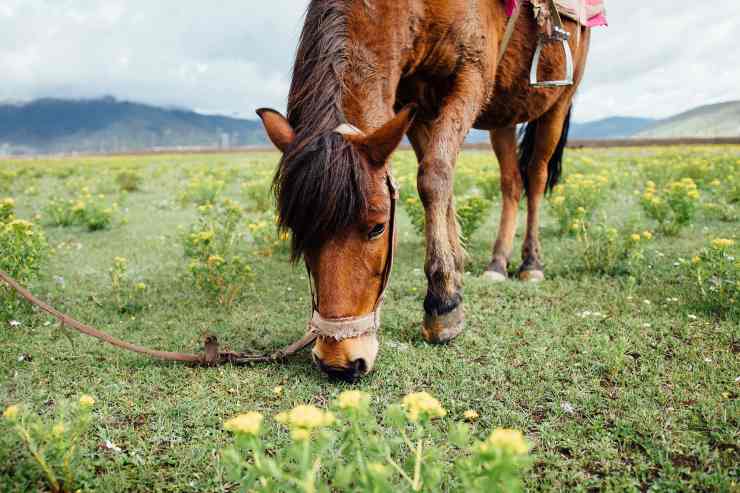 Il cavallo e la dieta corretta