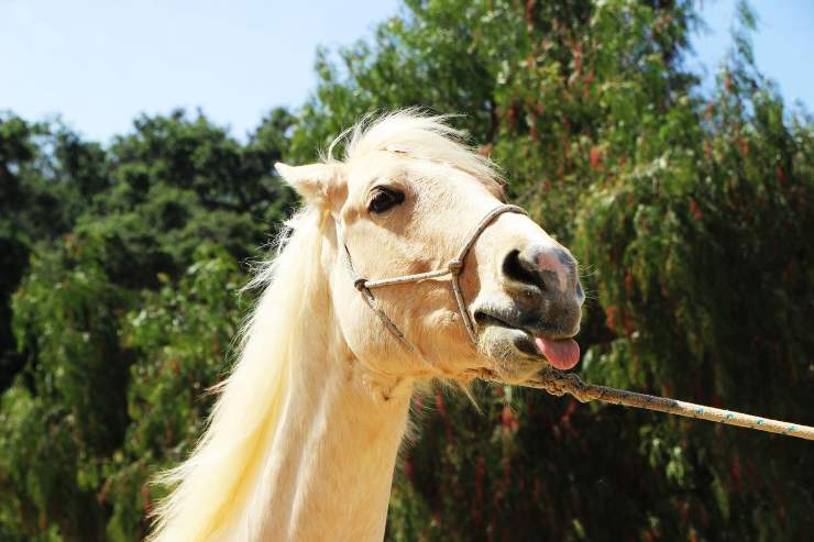 Il cavallo ci lecca Il cavallo ci lecca
