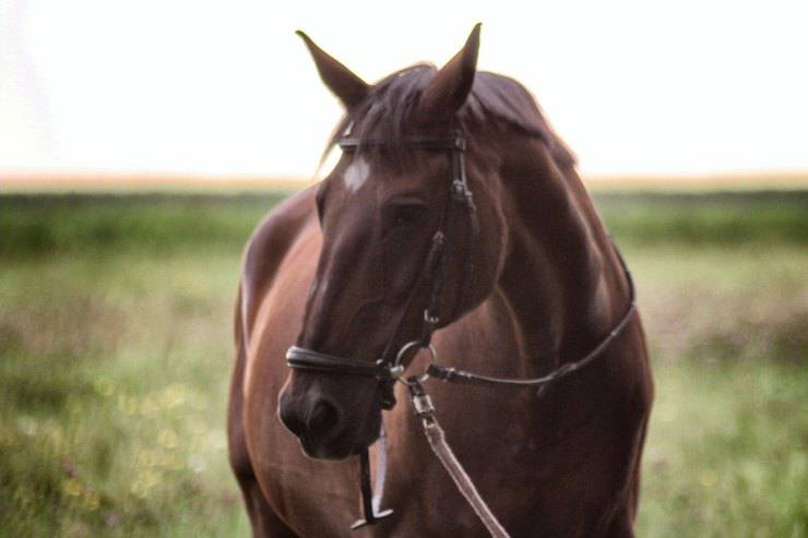 Animali per la Pet Therapy: il cavallo Animali per la Pet Therapy: il cavallo