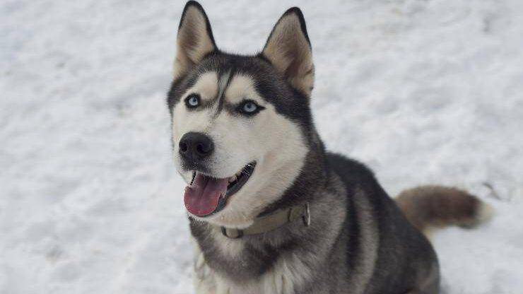 Siberian Husky
