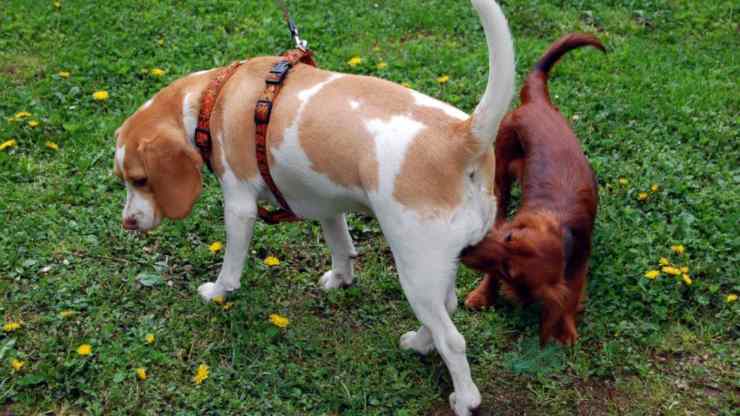 i cani si annusano i genitali: perché lo fanno e cosa fare i cani si annusano i genitali