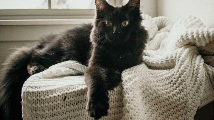 il gatto graffia le coperte: perché lo fa e come impedirglielo il gatto graffia le coperte