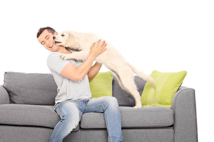 il saluto del cane