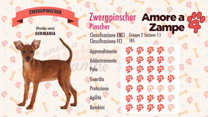 infografica cane Zwergpinscher pinscher nano