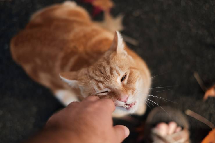 Il gatto e il cibo dannoso