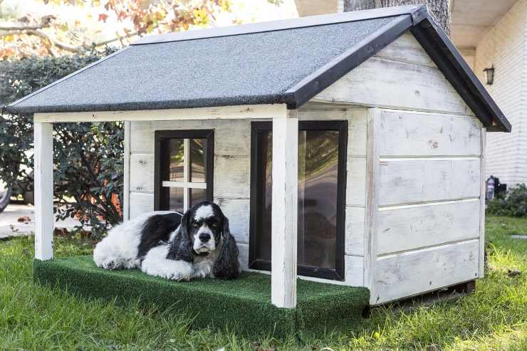 Accessori di lusso per cani