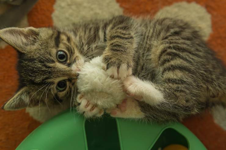 Il gatto adora i giocattoli Il gatto adora i giocattoli