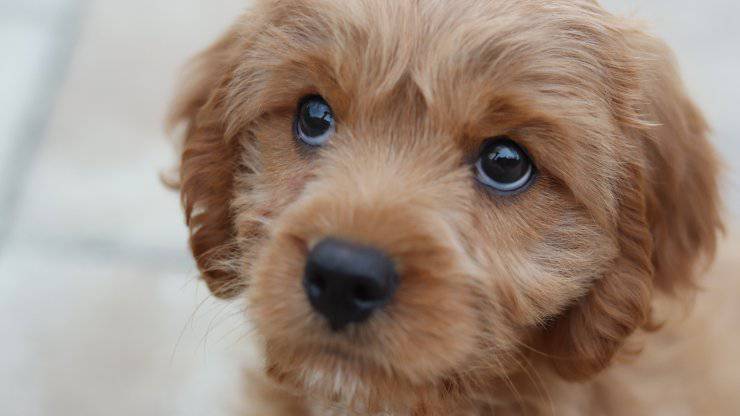 labirintite nel cane: cause, sintomi e come trattare questa patologia labirintite nel cane