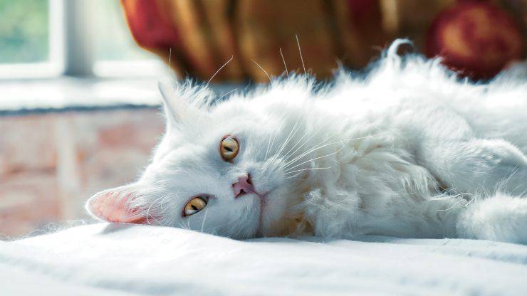 labirintite nel gatto: cause e rischi di questa patologia labirintite nel gatto