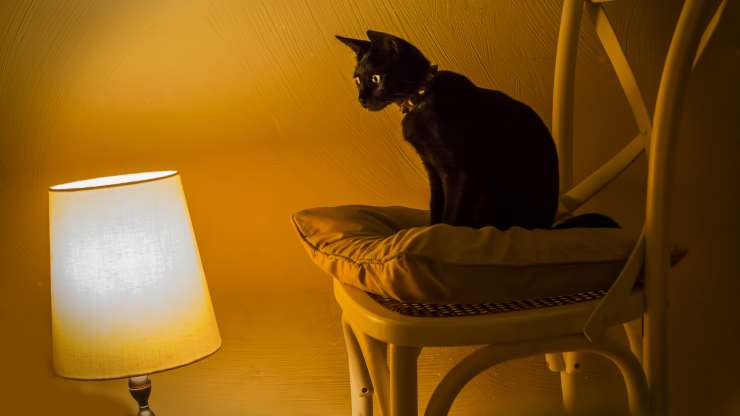 gatto solo con la lampada accesa lasciare la luce accesa per il gatto