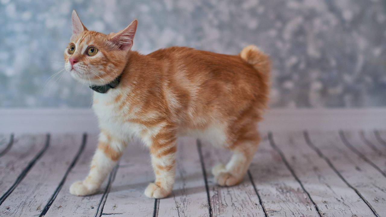american bobtail malattie comuni american bobtail