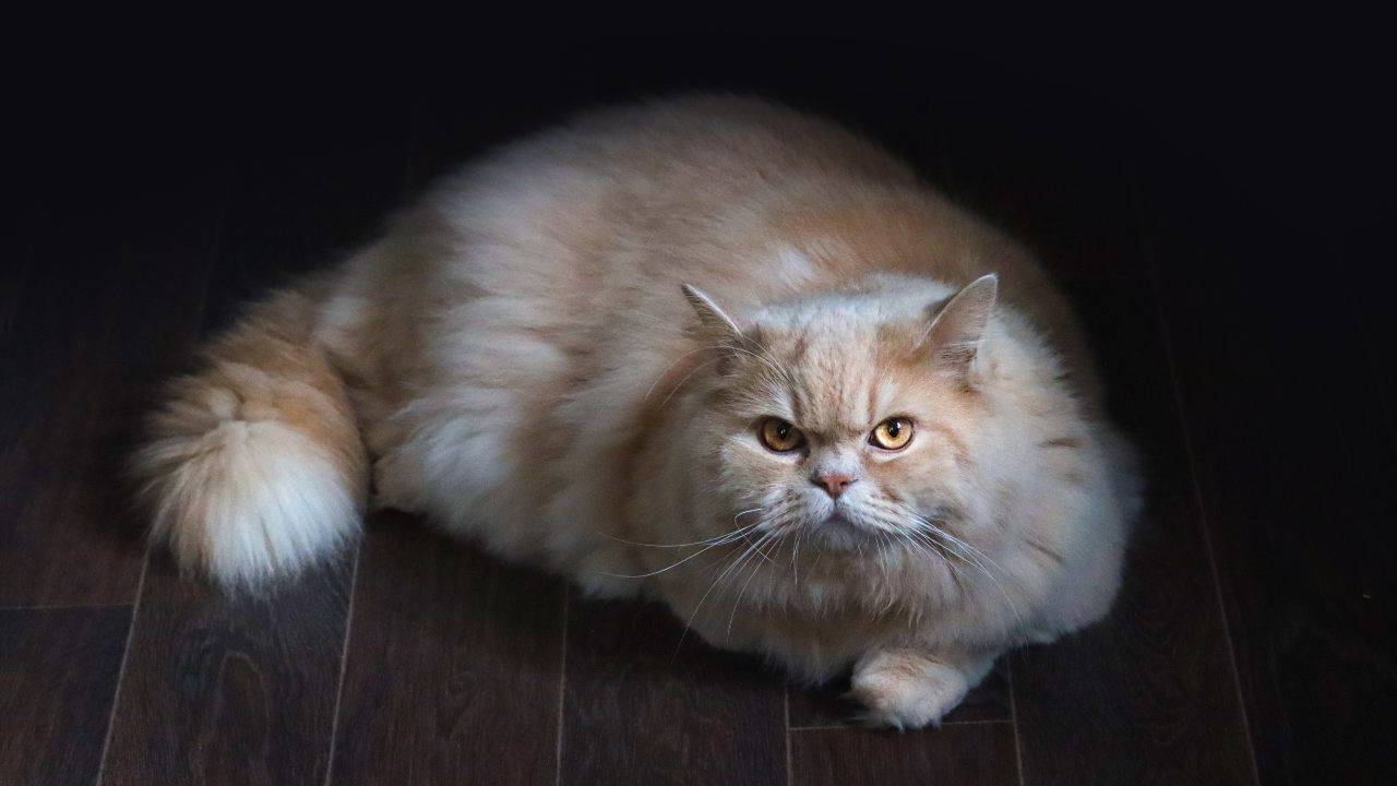 british longhair (2)