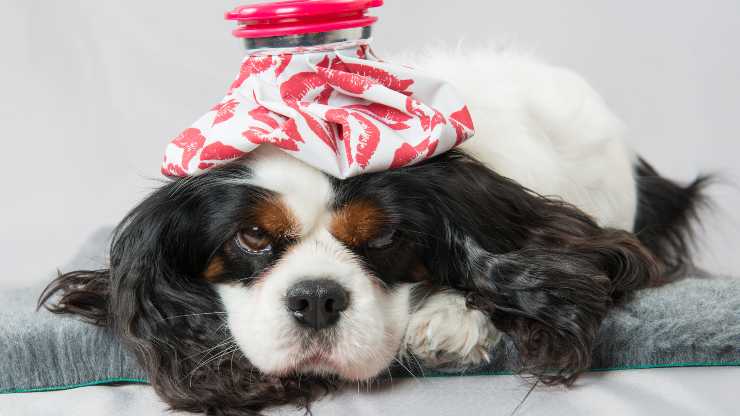 malattie comuni cavalier king