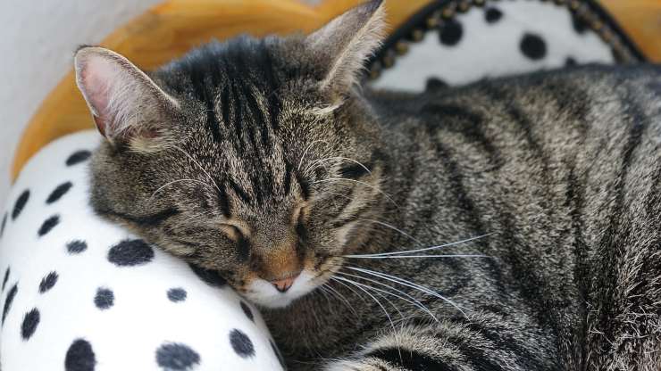 malattie psicologiche gatto