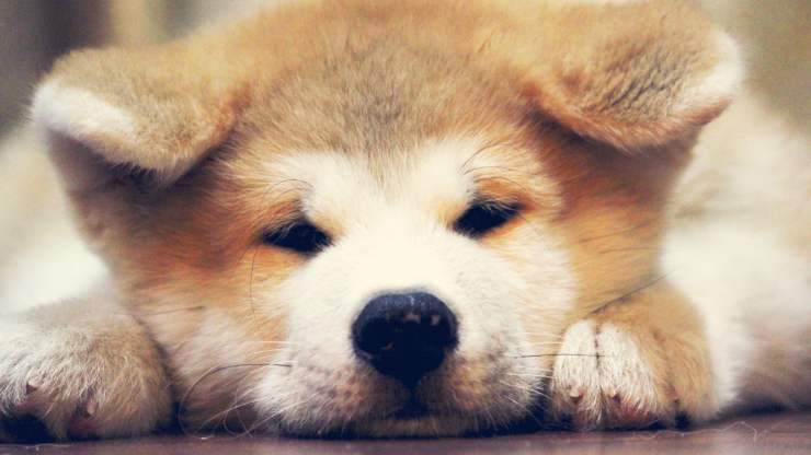 akita inu microftalmia cane