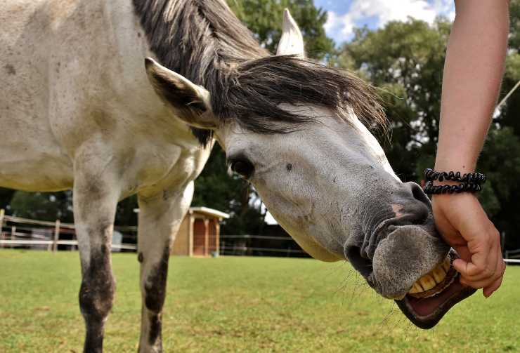 Il cavallo può mangiare la cioccolata