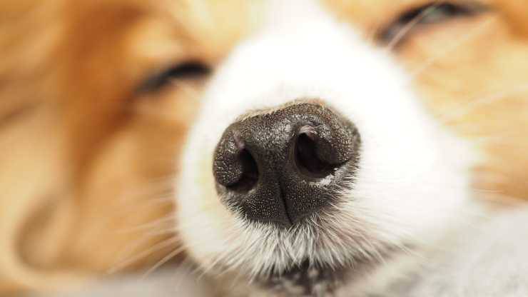 muco nel cane