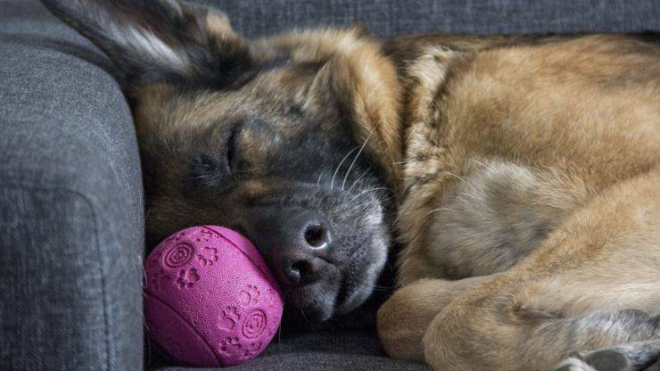 età evolutive cani cane pastore tedesco