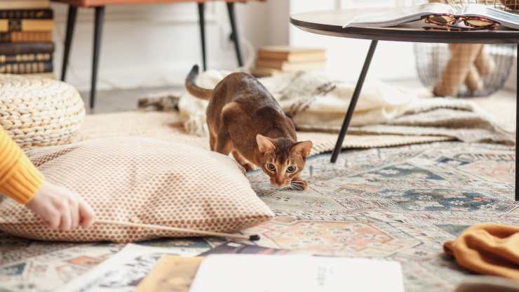 gatto in giro nel salone perche gatto nasconde cose