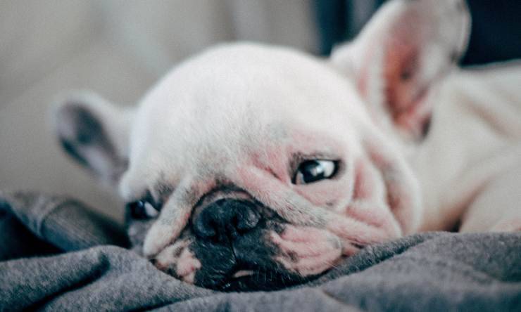perchè il cane dorme con gli occhi aperti
