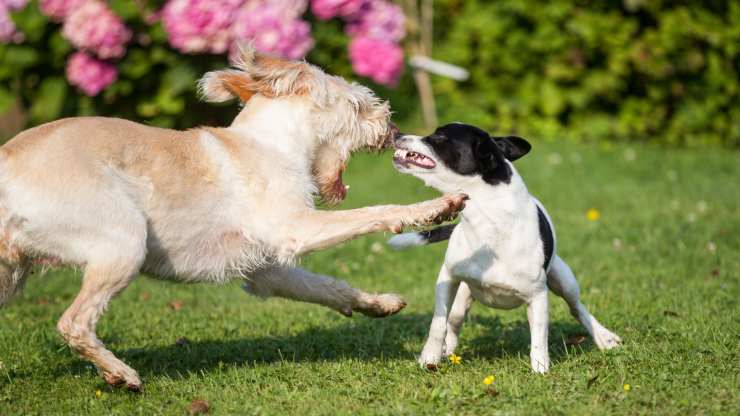 cani ringhiano e giocano perché il cane ringhia