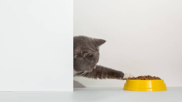 proteine per gatti