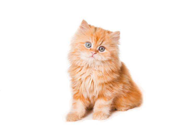 cucciolo di persiano persiano gatto