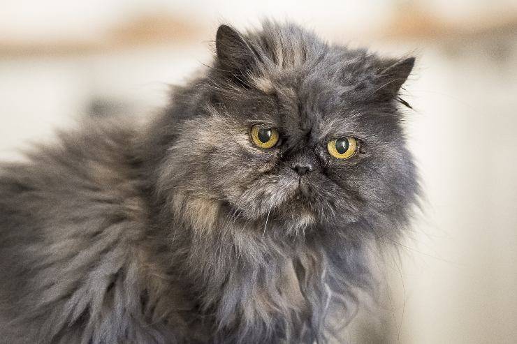 persiano
